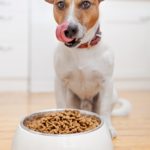 Welches Trockenfutter ist für Jack Russell zu empfehlen?