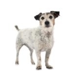 Wie alt ist der älteste Jack Russel?