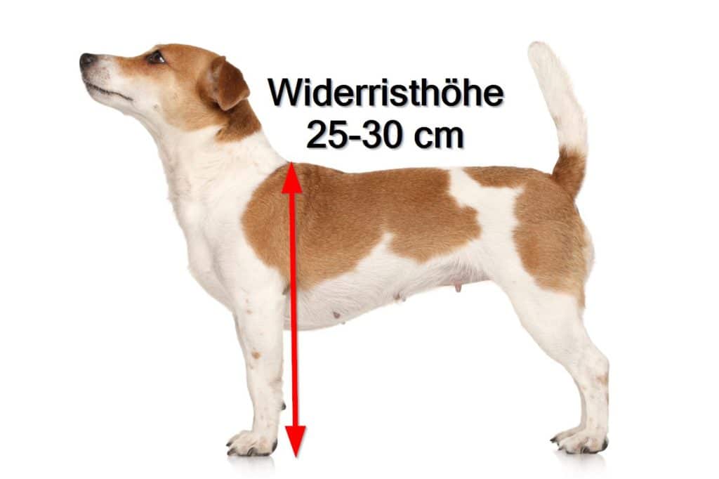 Wie Groß Und Schwer Wird Ein Jack Russel