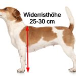 Was ist die Widerristhöhe und Größe eines Jack Russell Terrier?