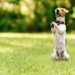 Sind Jack Russell sehr intelligent, clever und lernwillig?