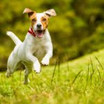 Wie ist ein Jack Russell? Was ist typisch Jack Russell Terrier?
