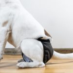 Wie lange und wie oft hat eine Jack Russell Hündin ihre Periode?