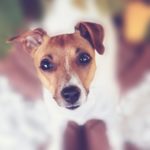 Wie lange ist eine Jack Russell Hündin läufig?