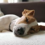 Ist es OK meinen Jack Russell lange alleine Zuhause zu lassen?