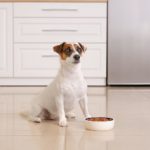 Wie oft kann ein Jack Russell fressen, bzw. wie oft darf ich ihn füttern?