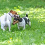 Wie oft wird die Jack Russell Hündin läufig?