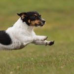 Wie schnell ist ein Jack Russell?