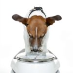 Wie schwer darf ein Jack Russell sein?