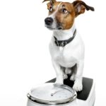 Wie schwer wird ein Jack Russell?