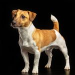 Wie ist das Aussehen eines Jack Russell Terriers?