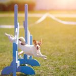 Braucht ein Jack Russell viel Bewegung?