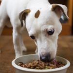 Wie viel Futter soll ein Jack Russell täglich fressen?