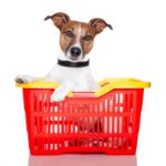 Wie viel kostet ein Jack Russel?