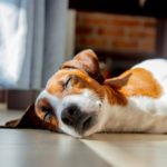 Wie viel schläft ein Jack Russell Terrier? Was ist die optimale Stundenanzahl?