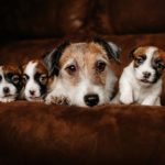 Wie viele Welpen bekommt ein Jack Russell pro Wurf?