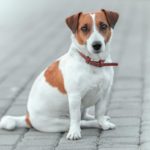 Wo finde ich einen Jack Russell in Not?