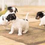Wie hoch ist die Anzahl der Welpen pro Wurf bei einem Jack Russell Terrier?