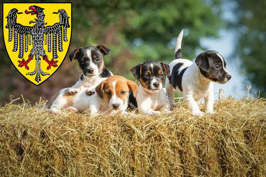 Jack Russell Züchter mit Welpen Aachen, Nordrhein-Westfalen