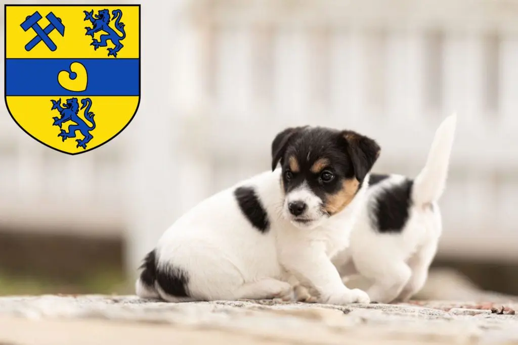 Jack Russell Züchter mit Welpen Alsdorf, Nordrhein-Westfalen