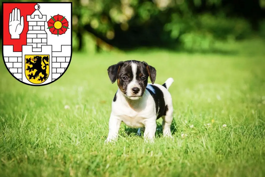 Jack Russell Züchter mit Welpen Altenburg, Thüringen