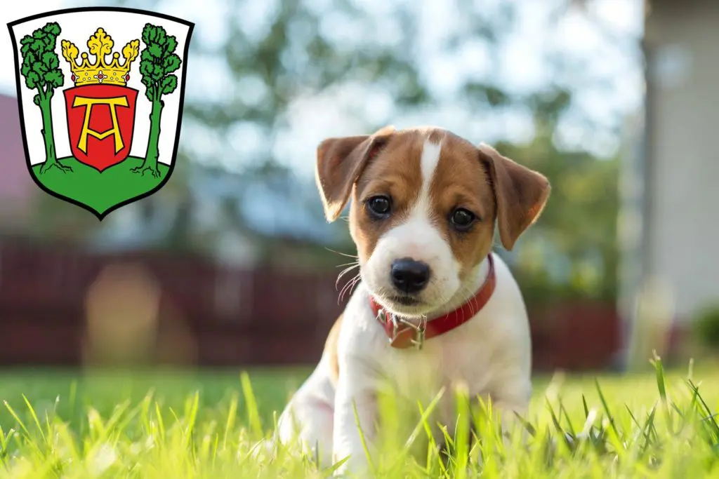 Jack Russell Züchter mit Welpen Aurich, Niedersachsen