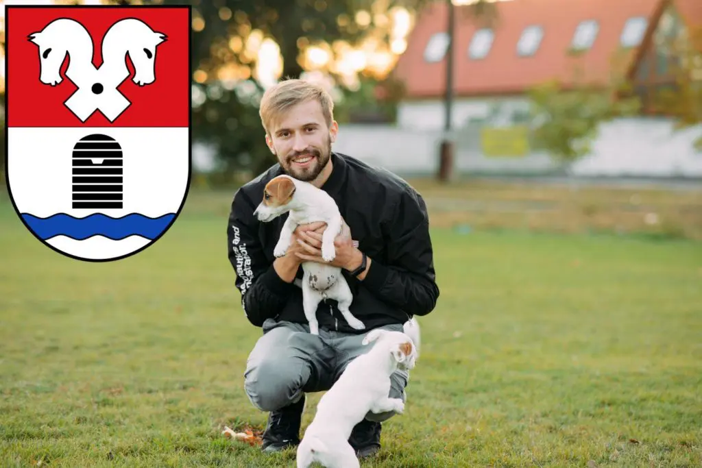 Jack Russell Züchter mit Welpen Bad Fallingbostel, Niedersachsen