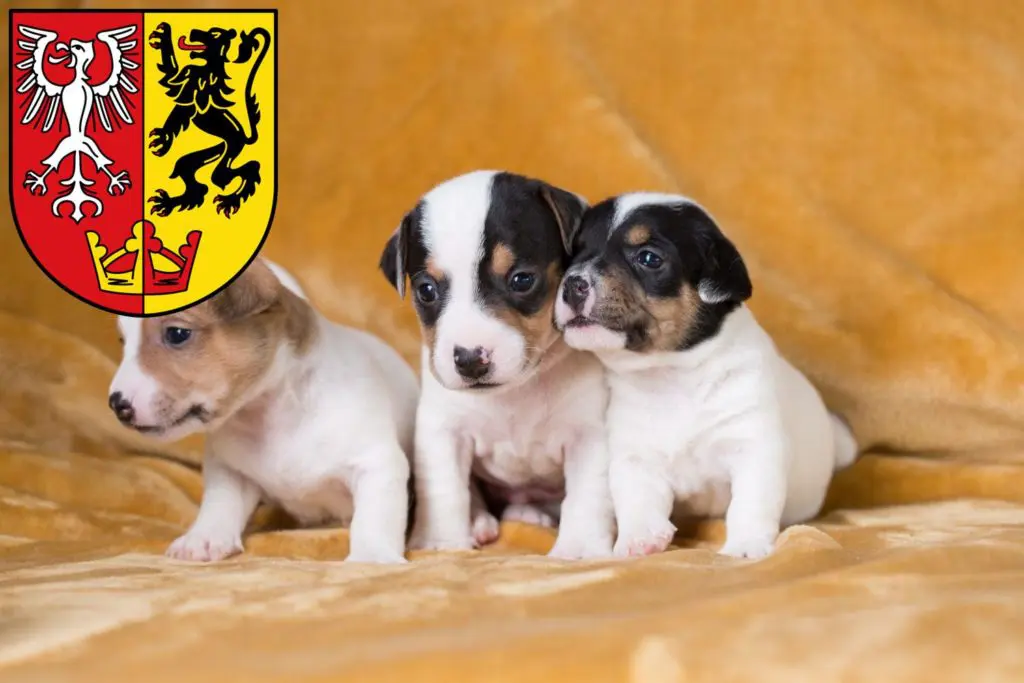 Jack Russell Züchter mit Welpen Bad Neuenahr-Ahrweiler, Rheinland-Pfalz