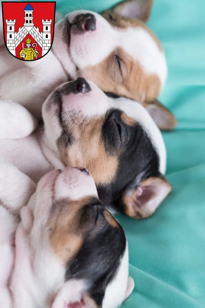 Jack Russell Züchter mit Welpen Bad Neustadt an der Saale, Bayern