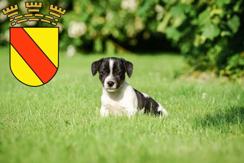 Jack Russell Züchter mit Welpen Baden-Baden, Baden-Württemberg