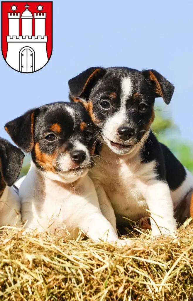 Jack Russell Züchter mit Welpen Bergedorf, Hamburg