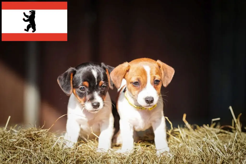 Jack Russell Züchter mit Welpen Berlin, Berlin