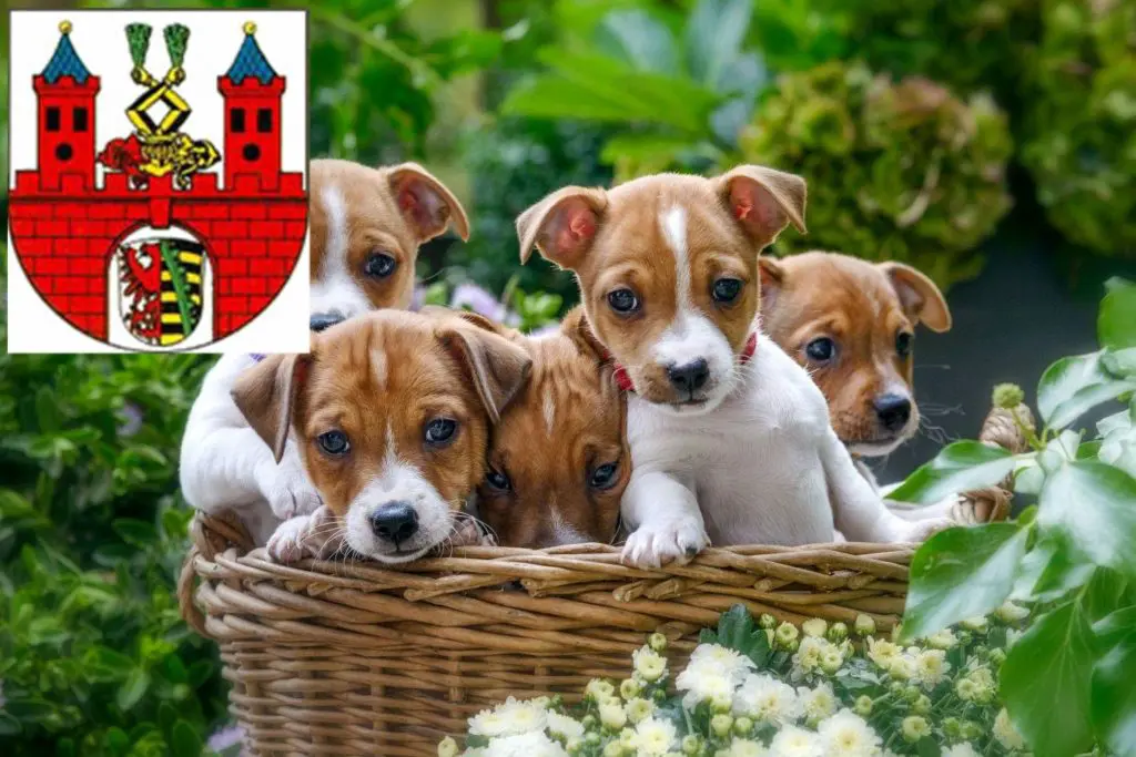 Jack Russell Züchter mit Welpen Bernburg (Saale), Sachsen-Anhalt