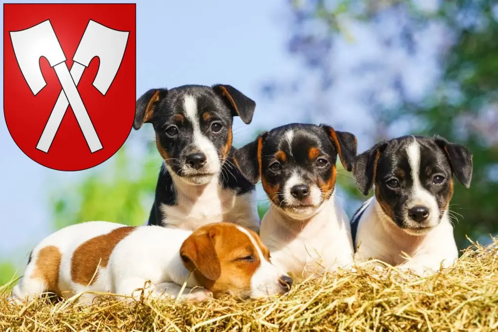 Jack Russell Züchter mit Welpen Biel, Schweiz