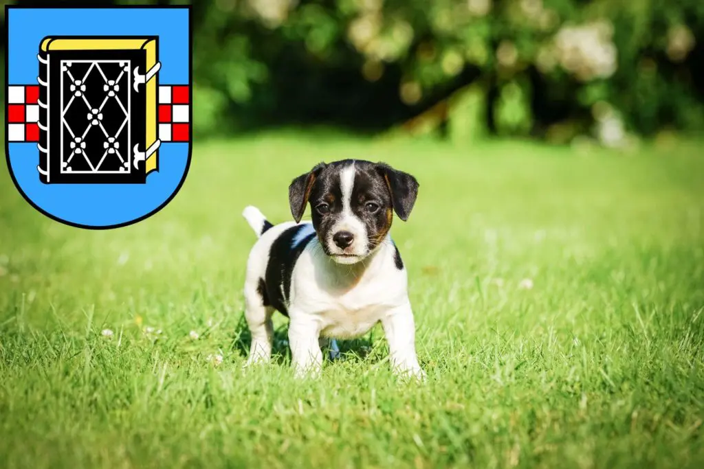 Jack Russell Züchter mit Welpen Bochum, Nordrhein-Westfalen