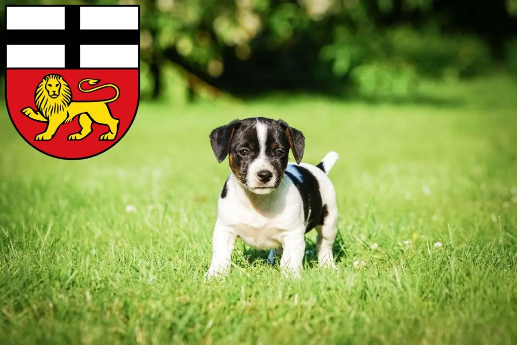 Jack Russell Züchter mit Welpen Bonn, Nordrhein-Westfalen