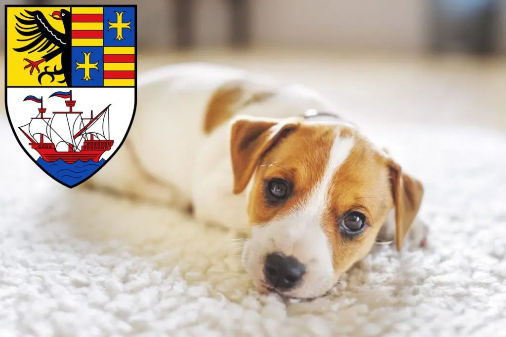 Jack Russell Züchter mit Welpen Brake (Unterweser), Niedersachsen