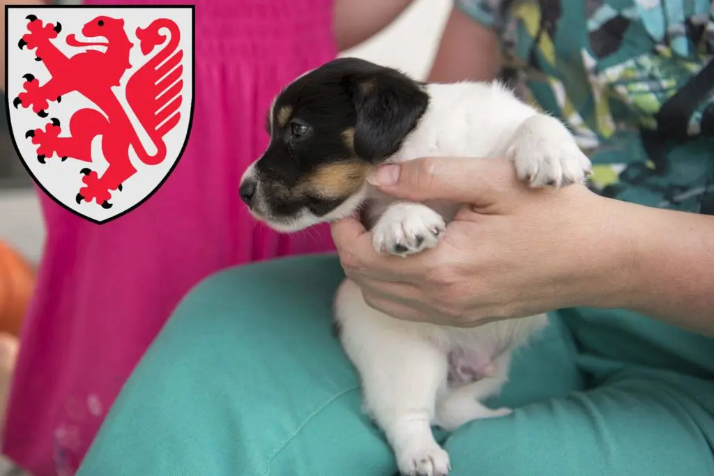 Jack Russell Züchter mit Welpen Braunschweig, Niedersachsen