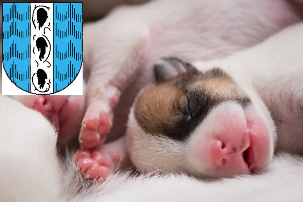Jack Russell Züchter mit Welpen Bregenz, Österreich