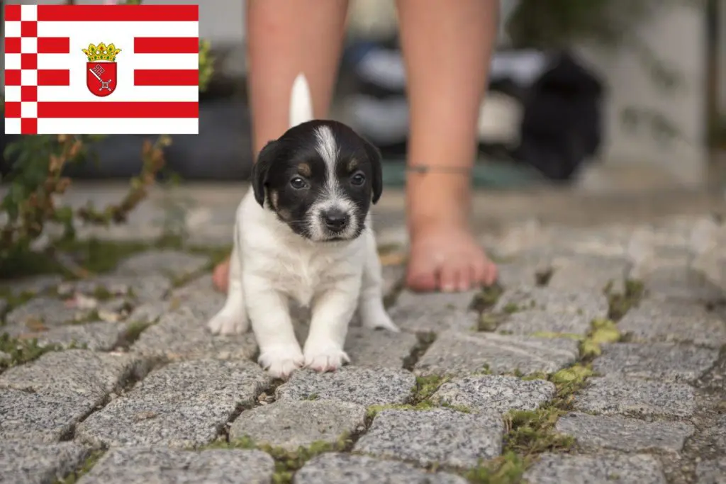 Jack Russell Züchter mit Welpen Bremen