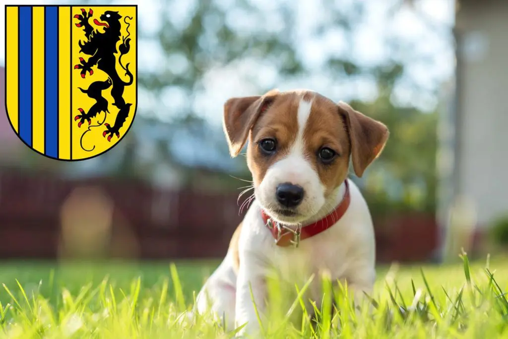 Jack Russell Züchter mit Welpen Chemnitz, Sachsen