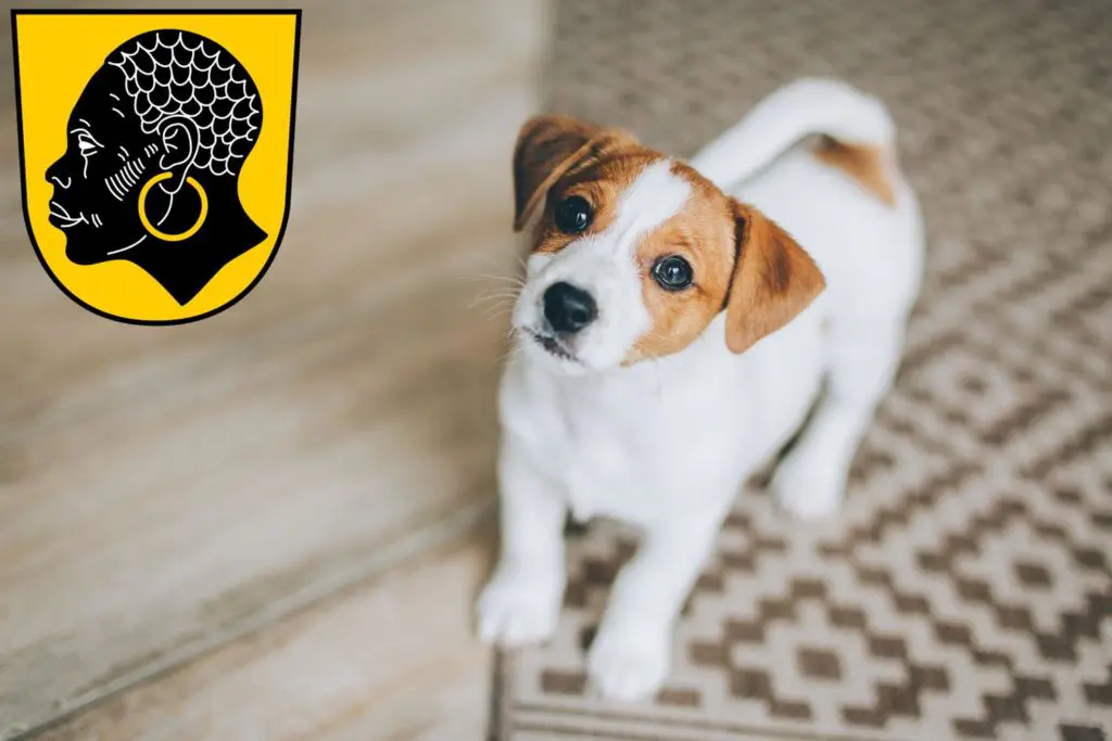 Jack Russell Züchter mit Welpen Coburg, Bayern