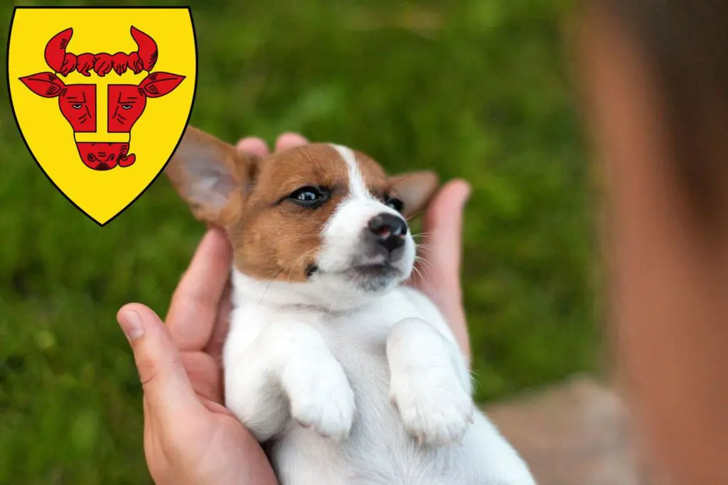 Jack Russell Züchter mit Welpen Coesfeld, Nordrhein-Westfalen