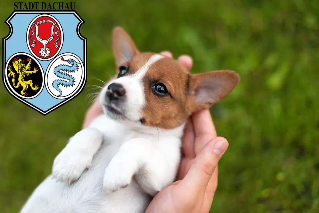 Jack Russell Züchter mit Welpen Dachau, Bayern