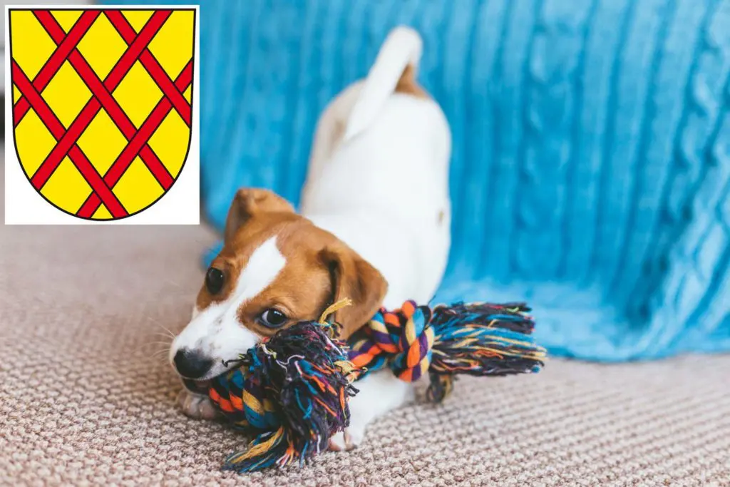 Jack Russell Züchter mit Welpen Daun, Rheinland-Pfalz