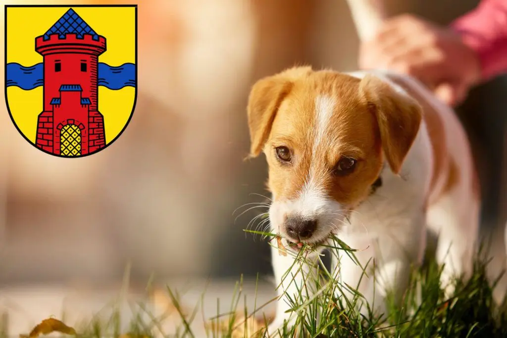 Jack Russell Züchter mit Welpen Delmenhorst, Niedersachsen
