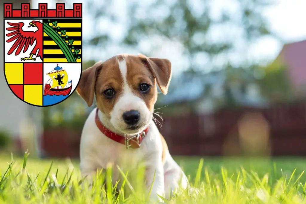 Jack Russell Züchter mit Welpen Dessau-Roßlau, Sachsen-Anhalt