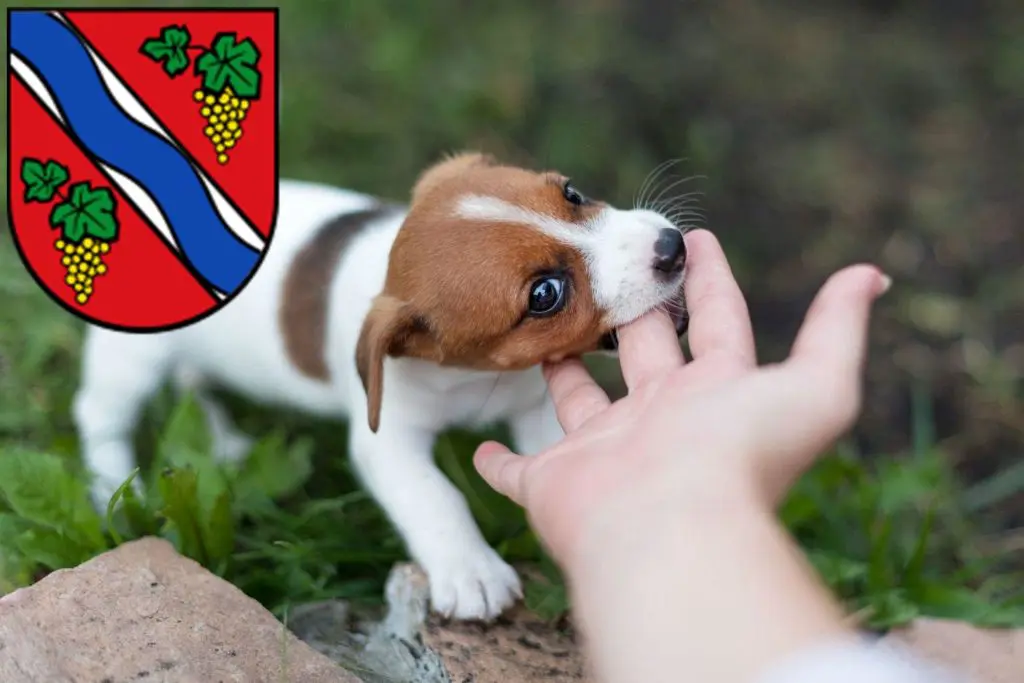 Jack Russell Züchter mit Welpen Dietzenbach, Hessen