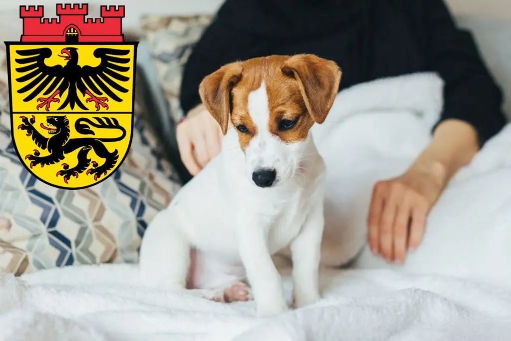 Jack Russell Züchter mit Welpen Düren, Nordrhein-Westfalen