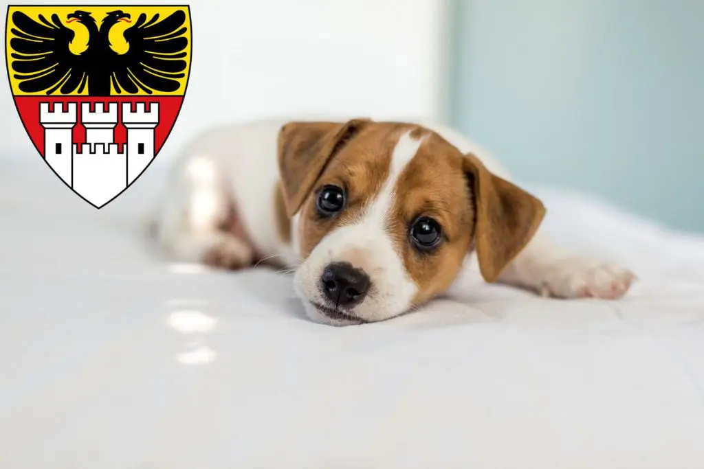 Jack Russell Züchter mit Welpen Duisburg, Nordrhein-Westfalen